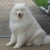 dogmama999